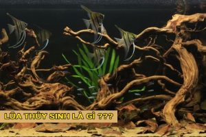 Lũa thủy sinh là gì