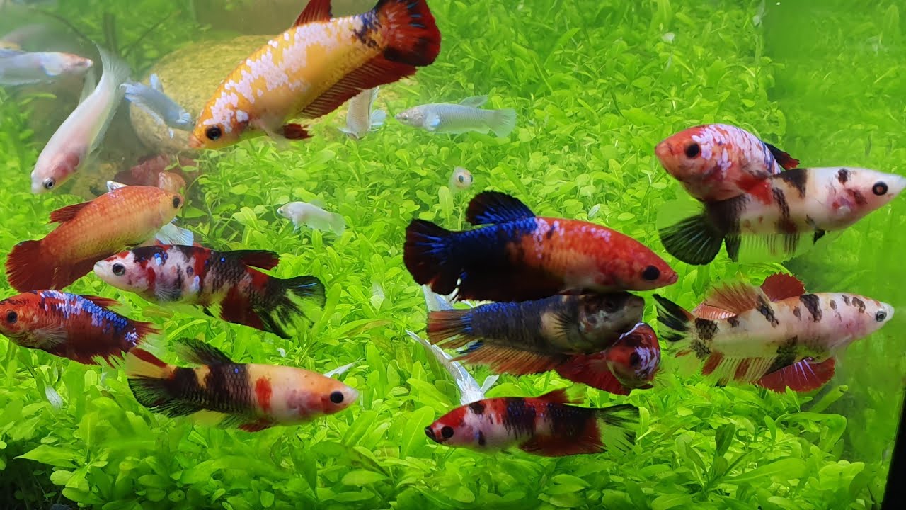 chọn cá Betta để nuôi theo bầy