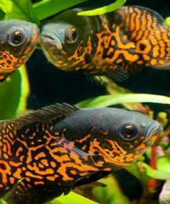 Nguồn gốc cá tai tượng châu phi