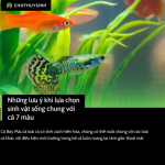 Những lưu ý khi lựa chọn sinh vật sống chung với cá Bảy màu