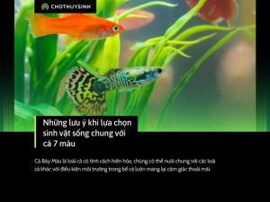 Những lưu ý khi lựa chọn sinh vật sống chung với cá Bảy màu