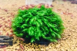 Rêu phượng vĩ đài được yêu thích bởi cấu trúc lá đặc biệt.