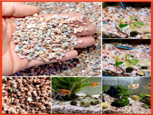 Lợi ích của sỏi khi nuôi cá