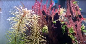 Xử lý cây thủy sinh bị vàng lá