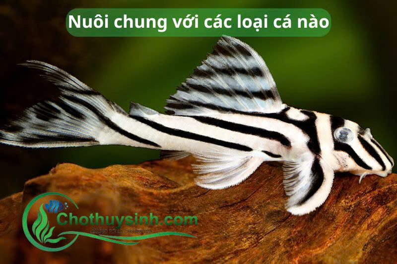 Cá lau kiếng nuôi chung được với các loại cá nào