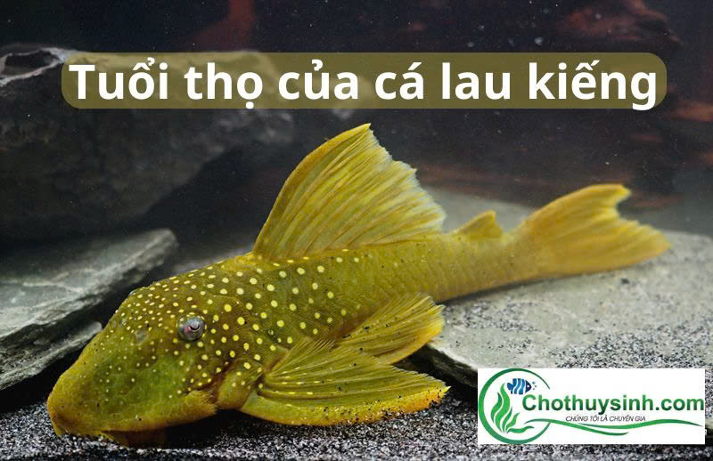 Cá lau kiếng sống thọ bao nhiêu năm