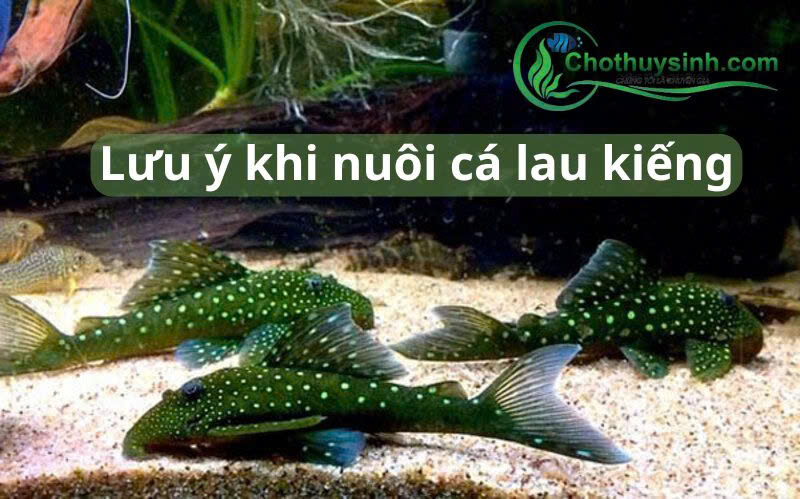 Những lưu ý khi nuôi cá lau kiếng khỏe mạnh