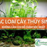 Các loại cây thủy sinh không cần CO2
