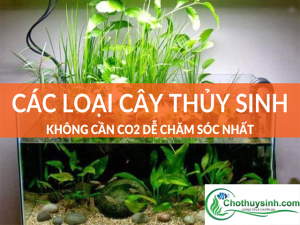 Các loại cây thủy sinh không cần CO2