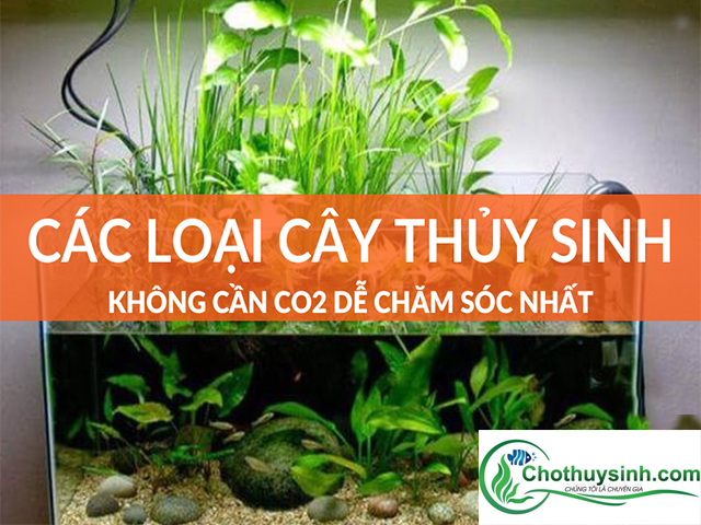Các loại cây thủy sinh không cần CO2