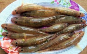 Cá bống nước ngọt