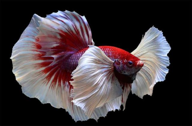 Cá betta sống được bao lâu