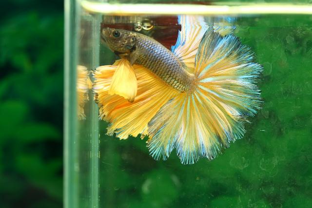 Chuẩn bị môi trường sống cho cá