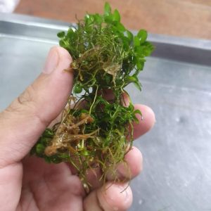 RAY NHIEM KHUAN 1