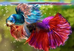 Cá betta nuôi chung với cá gì