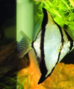 Cá cánh dơi cá cảnh đẹp