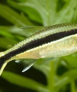 Cá chim cánh cụt đẹp nhất