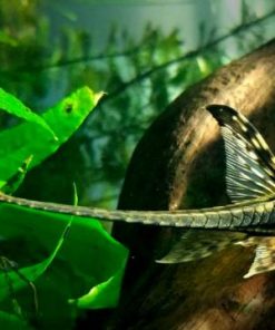 Cá trực thăng khả năng đặc biệt