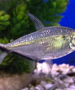 Giới thiệu về cá cắt kéo