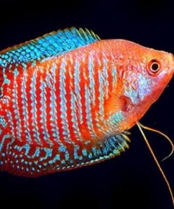 Giới thiệu về cá sặc gấm