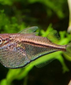 Tìm hiểu về cá lưỡi rìu