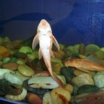 SukermouthCatfish 1