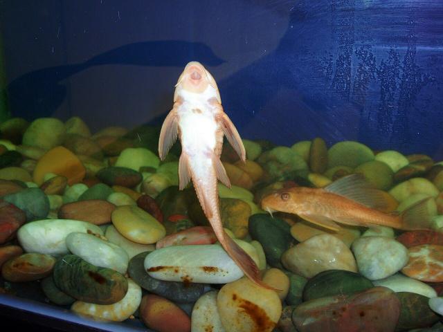 SukermouthCatfish 1