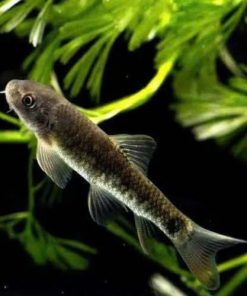 Cá bác sĩ là gì