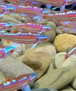 Cá bảo liên đăng