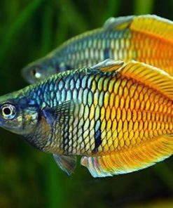 Cá thạch mỹ nhân 