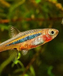 Giới thiệu về cá trâm