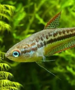 Màu sắc cá thanh ngọc rực rỡ