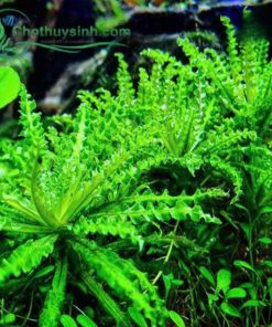 Các bước trồng cây sao nhỏ phát triển