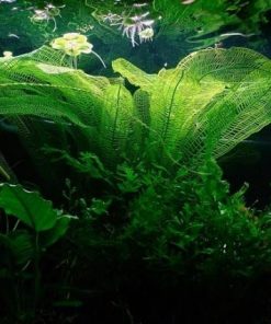 Cây choi lưới độc đáo