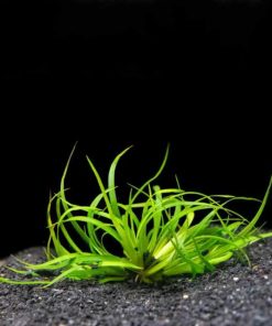 Cây cỏ bắp mỹ trở nên đẹp