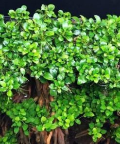 Chăm sóc ráy nana phát triển