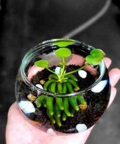 Chuẩn bị khi trồng cây trang chuối