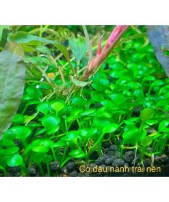 Cỏ đậu nành xanh đẹp