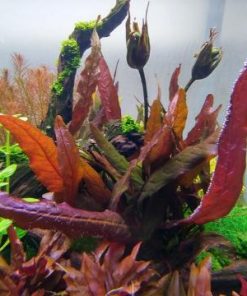 Đặc điểm cây biệt liên