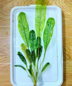 Đặc điểm cây choi lưới