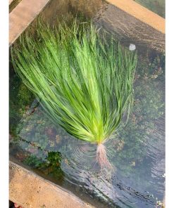 Đặc điểm nổi bật cây hẹ nước