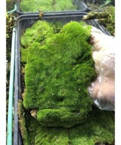 Trồng rêu nhung xanh tốt