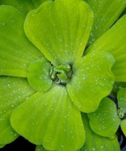 Bèo tai tượng xử lý nước thải trong bể cá