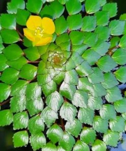 Cây ấu thái phát triển nhanh