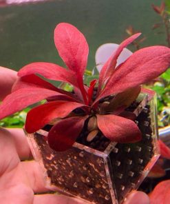 Cây cải đỏ phát triển tốt