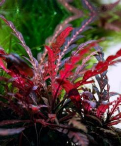 Cây liễu răng cưa