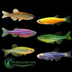 da dang cac dong ca soc ngua 1