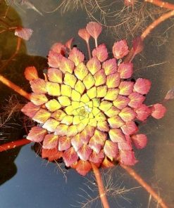 Lợi ích khi trồng cây ấu thái