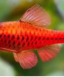 Cá diếc anh đào