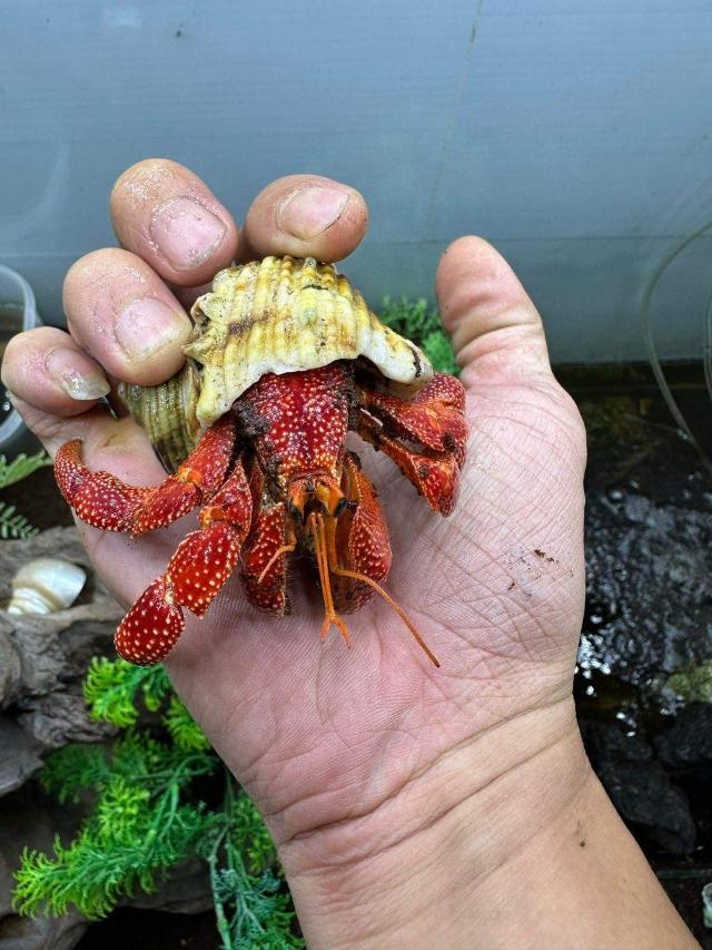 Chăm sóc ốc mượn hồn hiệu quả